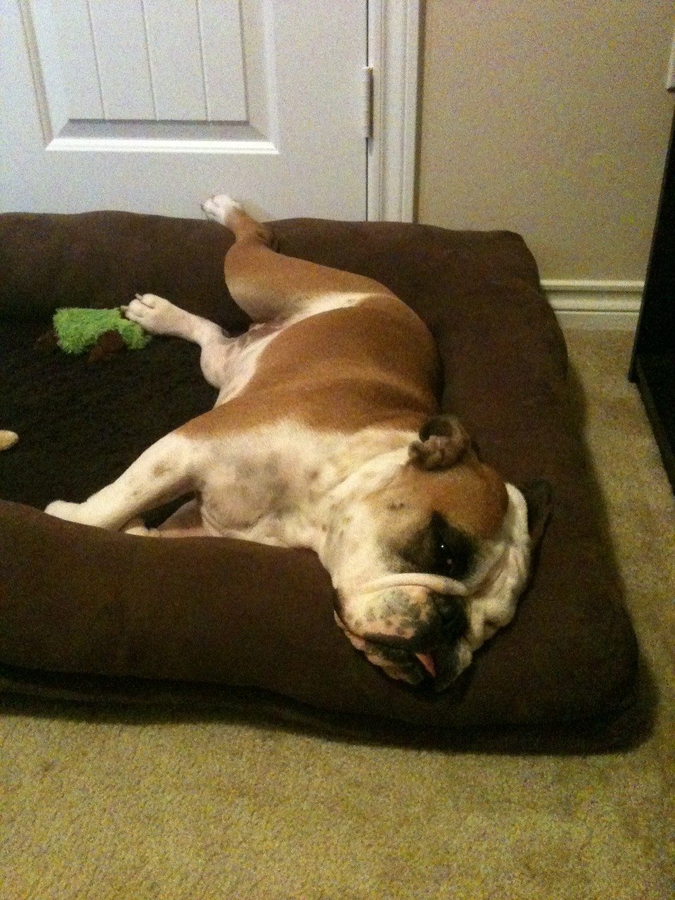 Top 20 Fears Of Dooley The Bulldog The Dooley Dog Blog