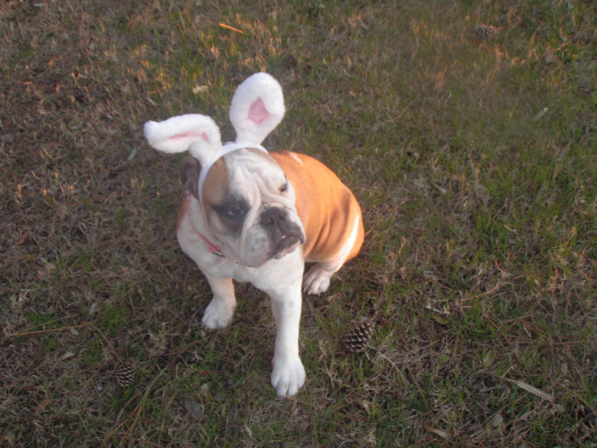 Dooley at Easter