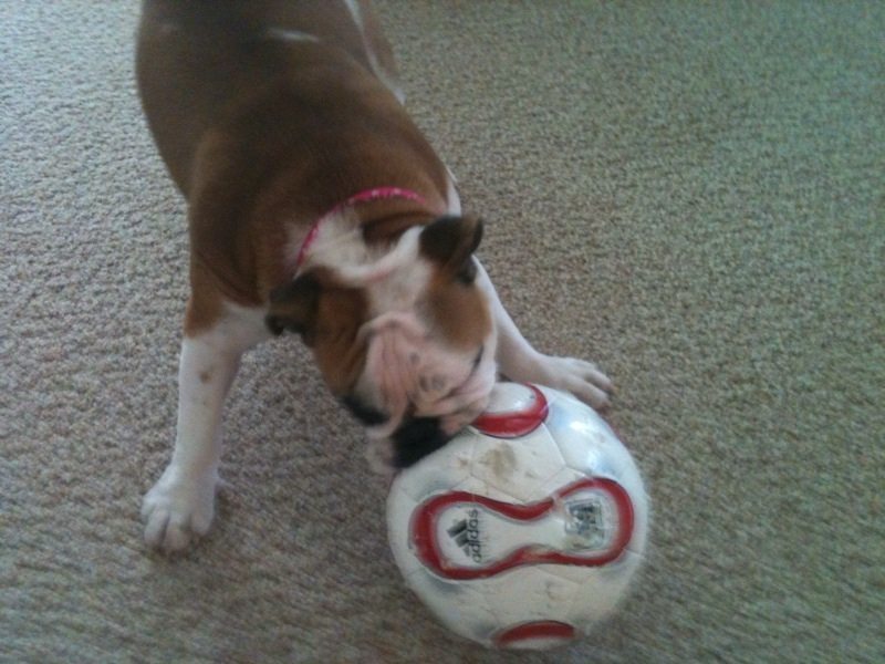 English Bulldog with Soccer Ball