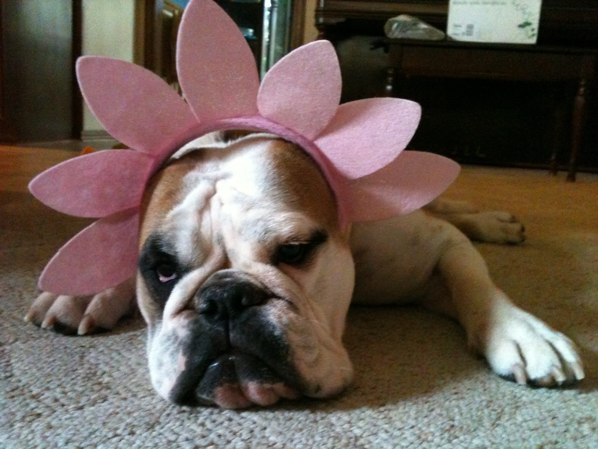 Dooley as a flower for spring